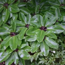 Rhododendron Fortunei (Vildart) - Salgshøjde: 25-40 Cm.