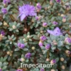 Rhododendron Impeditum (fastigiatum) (Vildart) - Salgshøjde: 20-25 Cm.