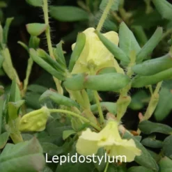 Rhododendron Lepidostylum (Vildart) - Salgshøjde: 25-30 Cm.