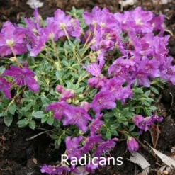 Rhododendron Radicans (Vildart) - Salgshøjde: 10-15 Cm.