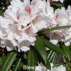 Rhododendron Roxianum X Anhweiense 'Blueburry' (Vildart) - Salgshøjde: 25-40 Cm.