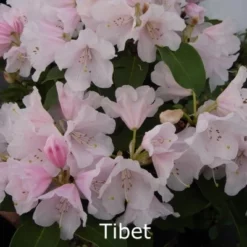 Rhododendron Williamsianum 'Tibet' - Salgshøjde: 25-30 Cm.