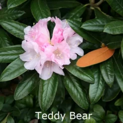 Rhododendron Bureavii 'Teddy Bear' (Vildart) - Salgshøjde: 25-40 Cm.