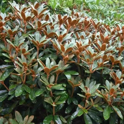 Rhododendron Bureavii 'Teddy Bear' (Vildart) - Salgshøjde: 25-40 Cm. - Image 2