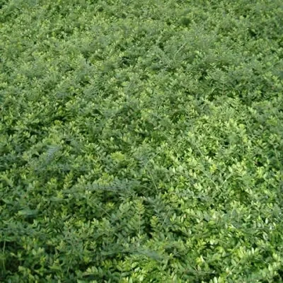 Lonicera Nitida 'Elegant' (Myrtegedeblad) - Image 2