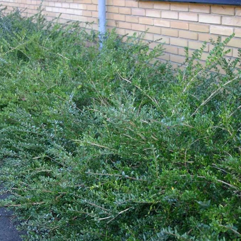 Lonicera Nitida 'Elegant' (Myrtegedeblad) - Image 3