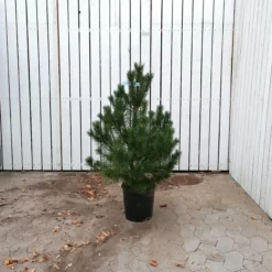 Pinus Uncinata (Fransk Bjergfyr) - Salgshøjde: 60-80 Cm 10 L Potte