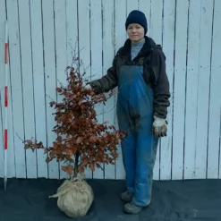 Fagus Sylvatica 'Purpurea' (Rødbøg) Højde 110-160 Cm Rødbøg Med Klump