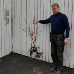 Malus Sargentii ( Sargentsæble) Salgshøjde: BARRODET BUSKE (Barrodet Plante)