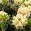 Rhododendron 'Belkanto