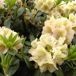 Rhododendron 'Belkanto