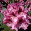 Rhododendron 'Kokardia'
