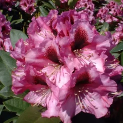 Rhododendron 'Kokardia'