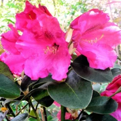 Rhododendron Will. 'Gartendir. Glocker'