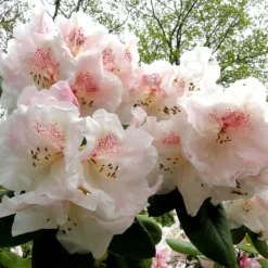 Rhododendron Will. 'Gartendir. Rieger'