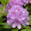 Rhododendron 'Catawbiense Grandiflorum'