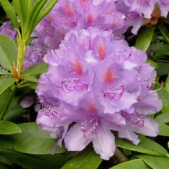 Rhododendron 'Catawbiense Grandiflorum'