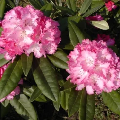 Rhododendron Yak. 'Arabella'