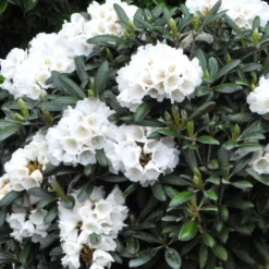 Rhododendron Yak. 'Edelweis'