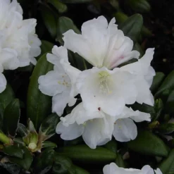 Rhododendron Yak. 'Schneekissen'