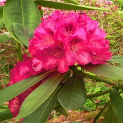 Rhododendron Yak. 'Sneezy'