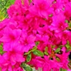 Rhododendron Jap. 'Melina'