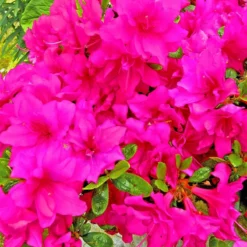 Rhododendron Jap. 'Melina'