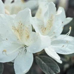 Rhododendron Jap. 'Palestrina'