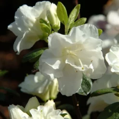 Rhododendron Jap. 'Schneeperle'