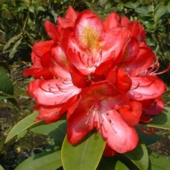 Rhododendron 'Junifeuer'