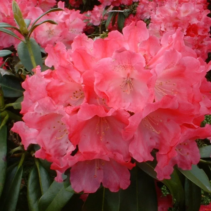 Rhododendron Yak. 'Morgenrot' Opstammet 60 Cm