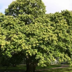 Castanea Sativa (Ægte Kastanie) Salgshøjde: 80-120 Cm.  (Barrodet Bundt M/10 Stk)