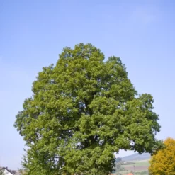 Quercus Petrea (Vintereg) Salgshøjde: 80-120 Cm. (Barrodet Bundt M/10 Stk)