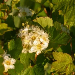 Physocarpus Malvaceus 'Pyso' (Blærespiræa) Salgsh: 40-60 Cm. (Barrodet Bundt M/10 Stk)