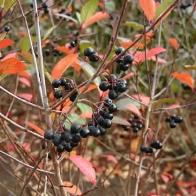 Aronia Melanocarpa 'ARON' (Surbær) Salgshøjde: 30-50 Cm. (Barrodet Bundt M/10 Stk)