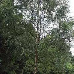 Betula  pendula (verrucosa) (Vortebirk) Salgsh.: 100-120 Cm.  (Barrodet Bundt M/10 Stk)