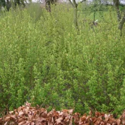 Ribes Alpinum (Fjeldribs) - Salgshøjde: 50-80 Cm.  (Barrodet Bundt M/10 Stk)