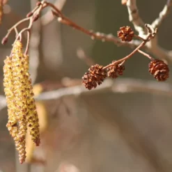 Alnus Glutinosa (Rødel) Salgshøjde: 30-50  cm.  (Barrodet Bundt M/10 Stk)