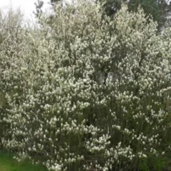 Amelanchier Spicata (Aks-Bærmispel) - Salgshøjde: 30-50 Cm.  (Barrodet Bundt M/10 Stk)