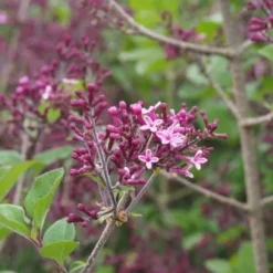 SYRINGA VULG. 'AND. AN LUDWIG SPÄTH' (Syren), Salgshøjde: Potte 60-80 Cm 5 L