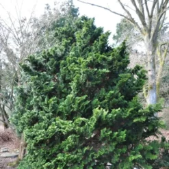 Cham. Obtusa 'Nana Gracilis' (Solcypres), Salgshøjde: På 60-70 Cm Stamme Cm