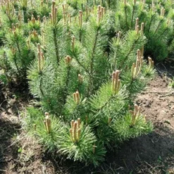Pinus Mugo Var. Mughus (Bjergfyr) - Salgshøjde: 30-50 Cm 6 L Potte