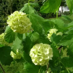 Viburnum 'Pragense' ( Snebolle), Salgshøjde: Potte