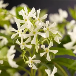 Trachelospermum Jasminoides (Hvidblomstret Jasmin), Salgshøjde: Solitær