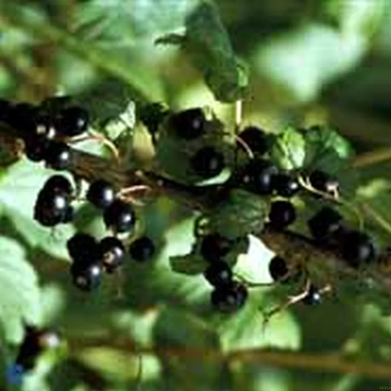 Ribes Nigrum 'POLAR' (Solbær 'Polar') Salgshøjde: 30-50 Cm (Barrodet Bundt M/10 Stk)