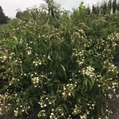 Heptacodium Miconioides (HIMLENS SYV SØNNER) Højde 175-200 Cm