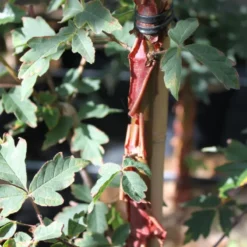 Acer Griseum (PAPIRBARKLØN) Højde 100-125 Cm