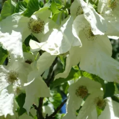 Davidia Involucrata 'Vilmoriniana' (DUETRÆ) Salgshøjde: 6-8 Cm
