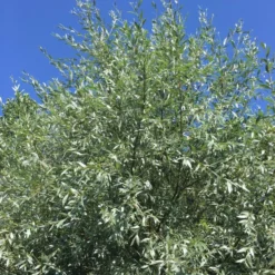 Salix Alba 'Sericea' (SØLVPIL) Højde 12-14 Cm