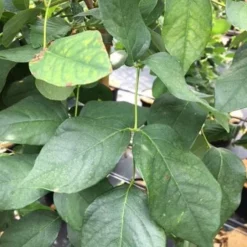 Maackia Amurensis (AMURMAACKIA) Højde 150-175 Cm